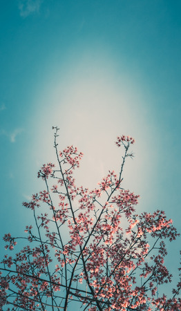 和漢植物を活かした日本人肌向けスキンケアルーティンの秘密